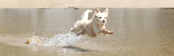 vitalitaet fuer den hund